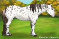 Horse Color:Bay Dun Appaloosa 