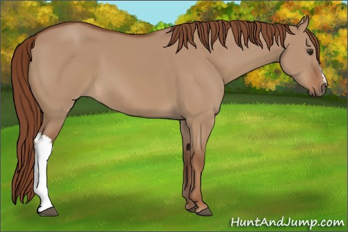 Horse Color:Red Dun