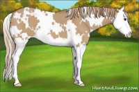 Horse Color:White Spotted Red Dun Splash 