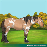 Horse Color:White Spotted Brown Dun 