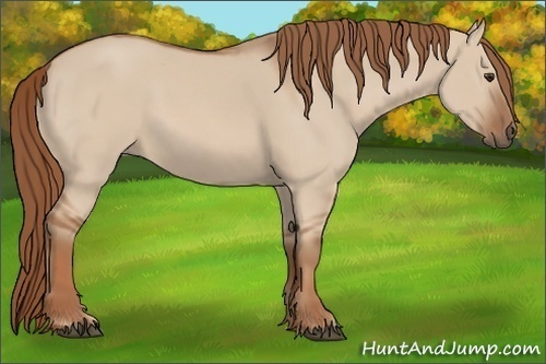 Horse Color:Red Dun 
