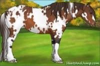 Horse Color:White Spotted Buckskin Blanket 