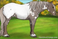 Horse Color:White Spotted Silver Blue Roan Snowcap 