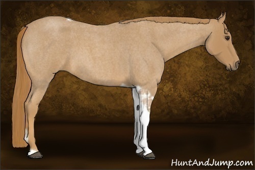 Horse Color:Red Roan Tobiano 