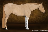 Horse Color:Red Roan Tobiano 