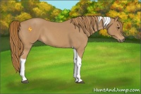 Horse Color:Red Roan Tobiano 