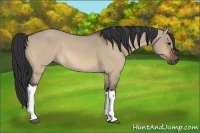 Horse Color:Bay Dun