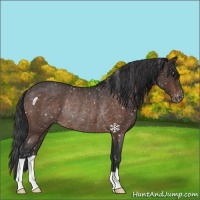 Horse Color:Brown Roan Appaloosa Rabicano 
