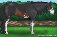 Horse Color:Brown Sabino