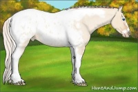 Horse Color:Silver Classic Champagne Roan Dun Splash Tobiano Frame Blanket Rabicano