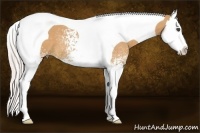 Horse Color:White Spotted Silver Bay Dun Splash Tobiano 
