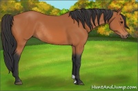 Horse Color:Bay Rabicano
