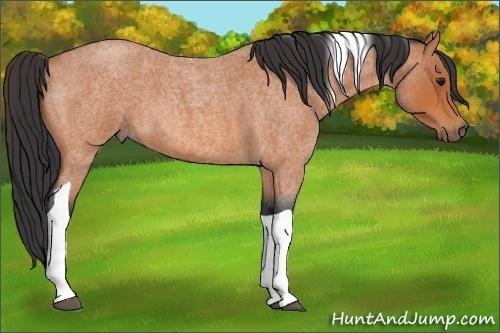 Horse Color:Bay Roan Tobiano 