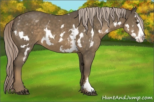 Horse Color:White Spotted Chocolate Palomino Splash Frame 