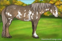 Horse Color:White Spotted Chocolate Palomino Splash Frame 