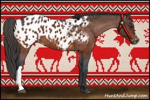 Horse Color:Bay Appaloosa