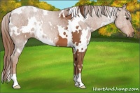 Horse Color:White Spotted Chestnut 