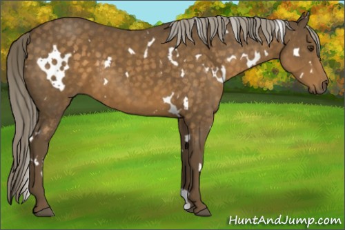 Horse Color:White Spotted Chocolate Palomino