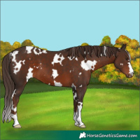 Horse Color:White Spotted Liver Chestnut 