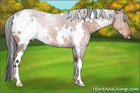 Horse Color:White Spotted Buckskin