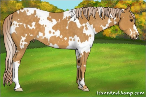 Horse Color:White Spotted Palomino