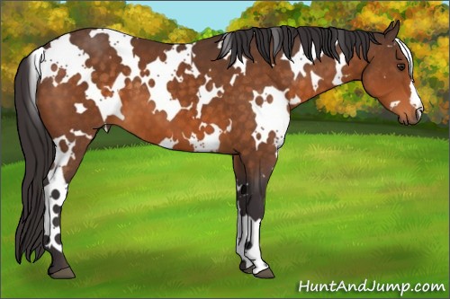 Horse Color:White Spotted Buckskin 