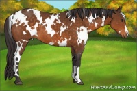 Horse Color:White Spotted Buckskin