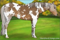 Horse Color:White Spotted Chocolate Palomino