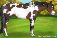 Horse Color:White Spotted Liver Chestnut Frame