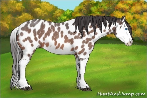 Horse Color:Bay Roan Splash Appaloosa 