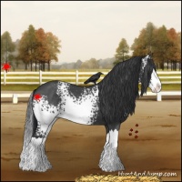 Horse Color:White Spotted Blue Roan Splash