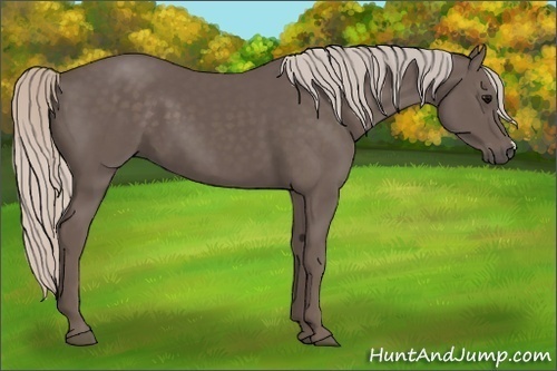 Horse Color:Silver Black 