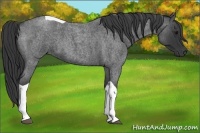 Horse Color:Blue Roan Tobiano 