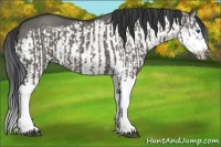 Horse Color:Grullo Sabino Splash  and Grullo Sabino Splash Frame 