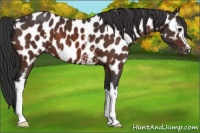 Horse Color:White Spotted Bay Appaloosa 