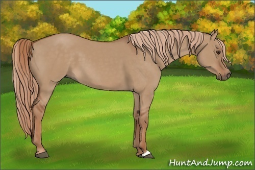Horse Color:Red Dun 