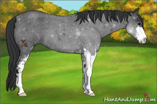 Horse Color:Blue Roan Sabino 