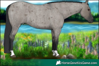 Horse Color:Grullo Roan 