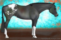Horse Color:Black Appaloosa
