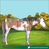 Horse Color:Nacre Bay Sabino Splash