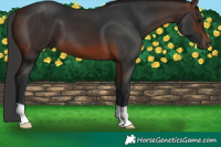 Horse Color:Brown 
