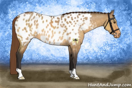 Horse Color:Buckskin Dun Near Leopard