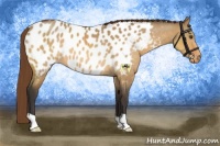 Horse Color:Buckskin Dun Near Leopard 