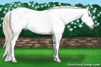 Horse Color:Gold Champagne Roan Dun Splash Tobiano Frame Appaloosa Rabicano 