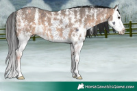 Horse Color:Brown Dun Sabino Splash 
