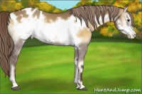 Horse Color:Chocolate Palomino Onyx Frame Appaloosa 