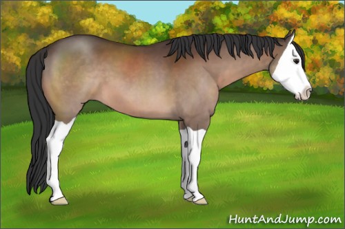 Horse Color:Brown Splash 
