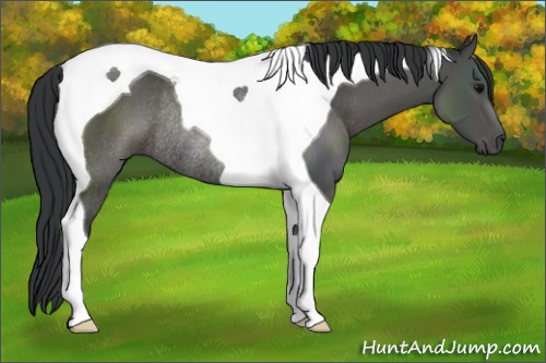 Horse Color:Black Tobiano Rabicano 