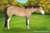 Horse Color:Buckskin Dun Sabino 