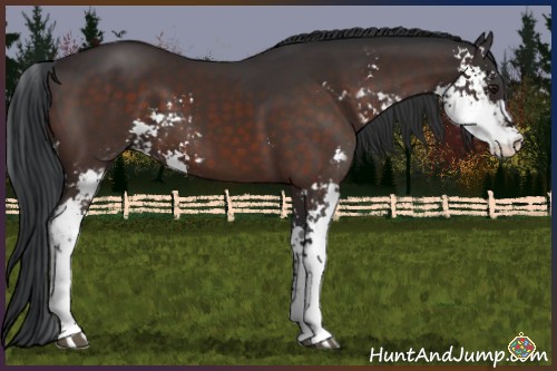 Horse Color:Brown Sabino 